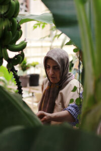 اردو جنگل استوایی پاپایا